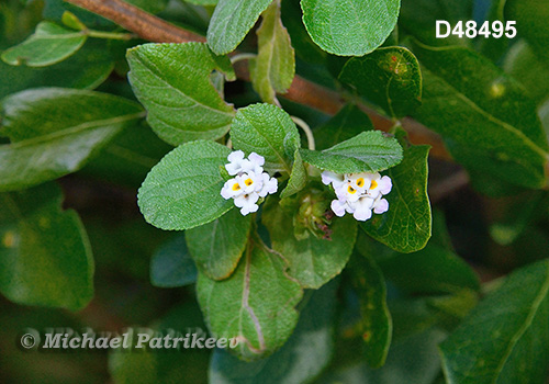 Bahama Sagebrush (Lantana demutata)